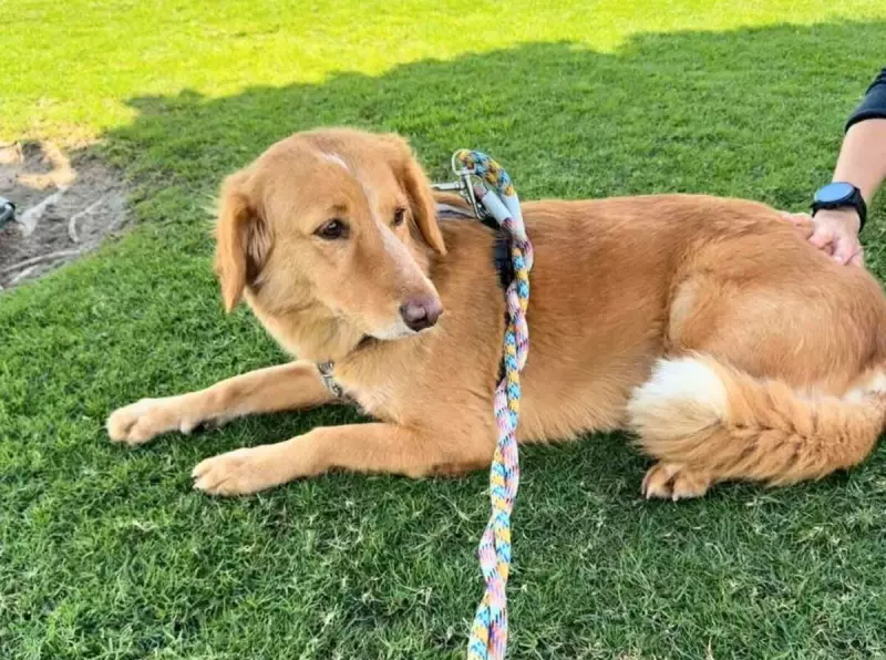 Cadela perdida percorre 65 km e nada até ilha antes de ser resgatada — história emocionante!