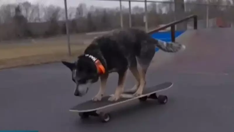 Cadela supera medo e vira sensação nas redes ao aprender a andar de skate