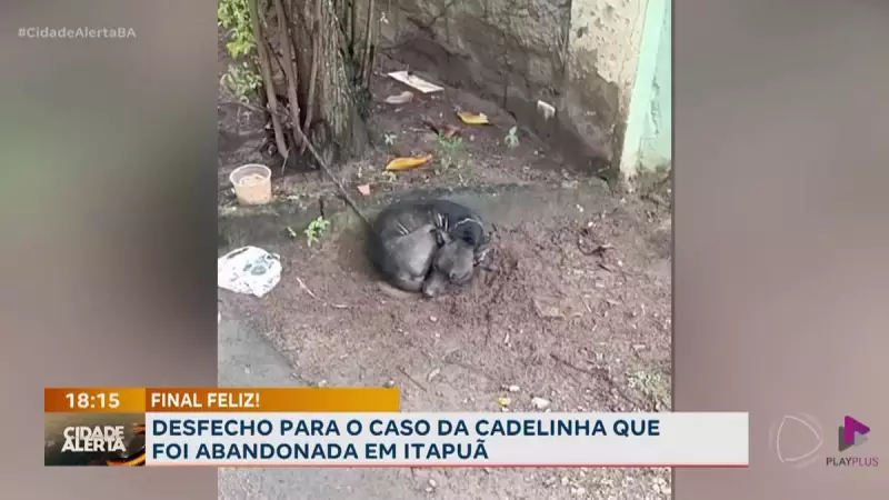 Cadelinha abandonada em Salvador é resgatada e encontra novo lar cheio de amor
