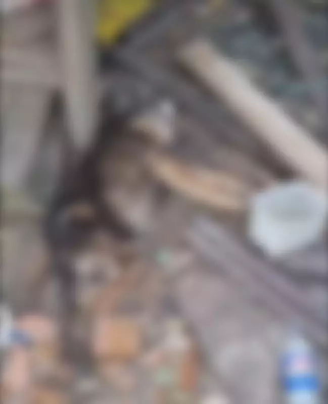 Cães desnutridos e presos em coleiras curtas são resgatados pela polícia em SC: veja detalhes