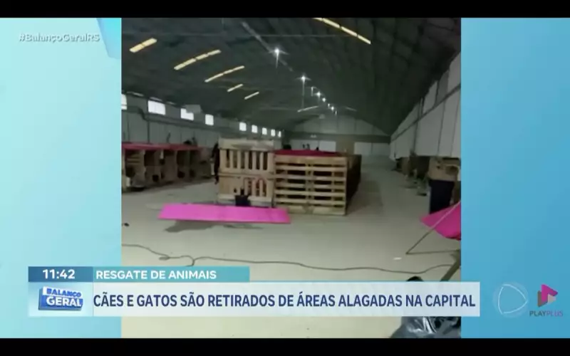 Cães e gatos são resgatados de áreas alagadas em Porto Alegre: histórias de solidariedade