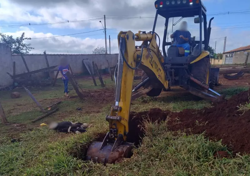 Cães em Piraju são procurados após possível ataque a bezerro: Defesa Animal investiga