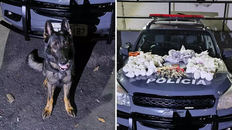 Cães farejadores ajudam PM a apreender 85 kg de drogas em mata de São José dos Campos