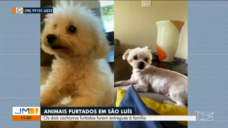 Cães furtados em São Luís são recuperados e voltam para casa dos tutores