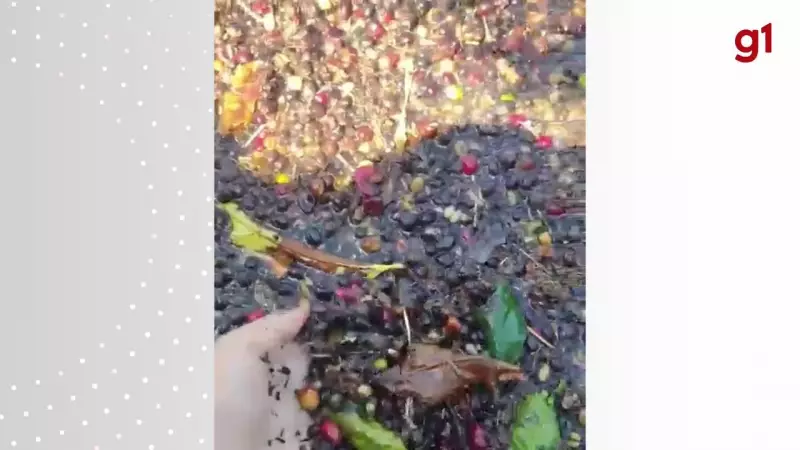 Café 'extraforte' com galhos e folhas? Vídeo de rondoniense viraliza e gera debate sobre qualidade do produto