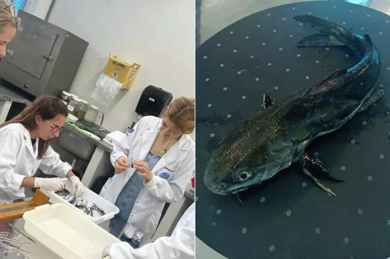 Cafeína e Paracetamol em Peixes do Litoral de SP: Estudo Inédito Revela Impacto Ambiental