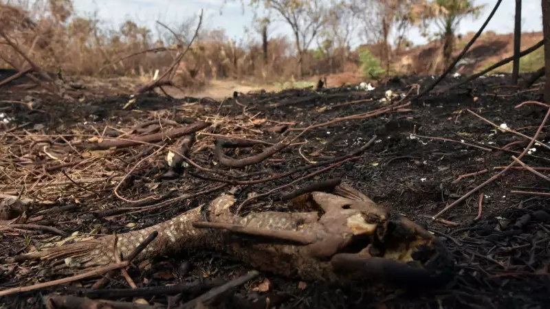 Câmara aprova lei mais rígida contra incêndios florestais: multas e prisão para infratores