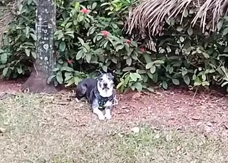 Câmera flagra carro abandonando Pitbull em área rural de Nova Odessa; veja o vídeo chocante