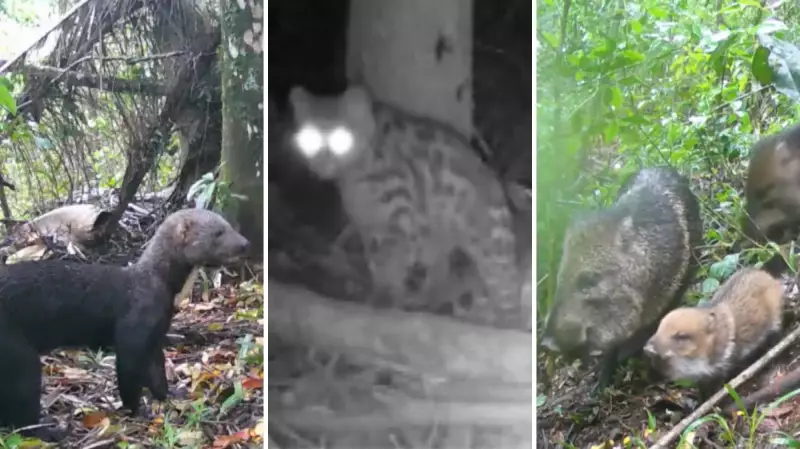 Câmeras flagram animais selvagens em parque turístico do Paraná: onça-parda, jaguatirica e mais!