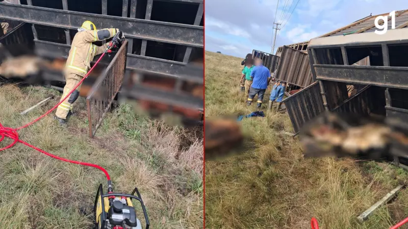 Caminhão com gado tomba em Uruguaiana e deixa animais mortos e feridos, dizem bombeiros