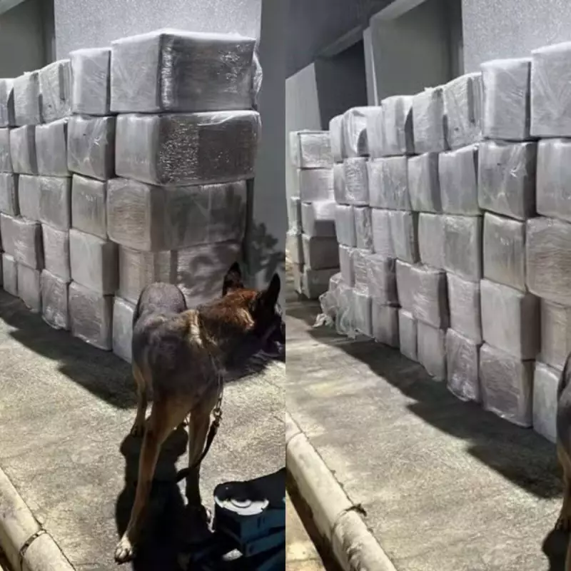 Caminhoneiro é preso com 3 toneladas de maconha na BR-116 na Bahia | Operação policial apreende carga milionária