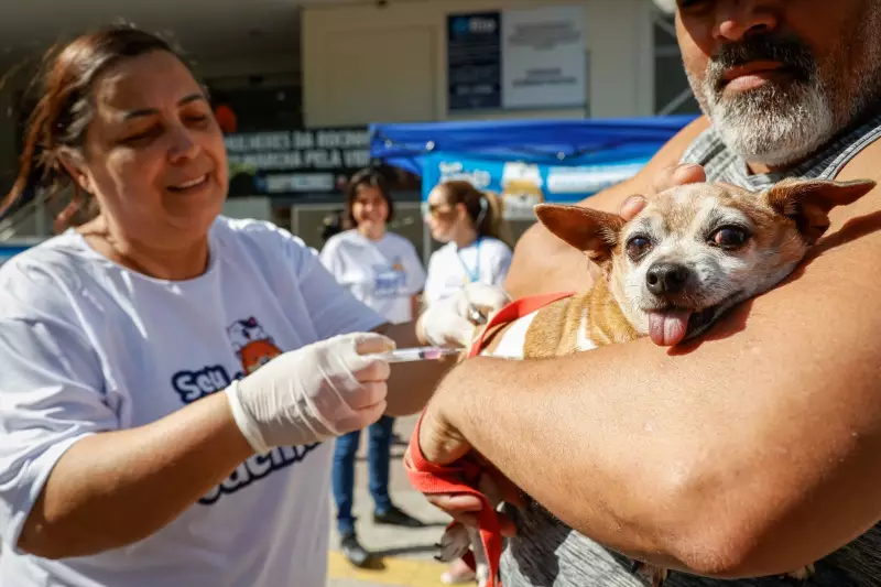 Campanha de vacinação contra raiva começa em Várzea Grande (MT): saiba locais e horários