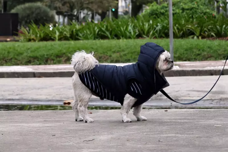 Campanha do Agasalho Pet: Como Ajudar Animais em Vulnerabilidade neste Inverno