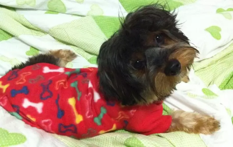 Campanha solidária arrecada agasalhos para pets em Poços de Caldas: saiba como ajudar