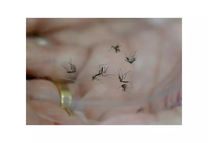 Campinas em alerta: mutirão contra dengue em seis bairros após 40 mil casos registrados