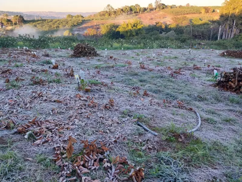 Campinas registra temperatura de 4°C: menor marca em 4 anos surpreende moradores