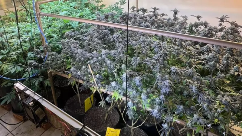 Canil de American Bully era fachada para plantação de maconha no ES; polícia desmantela esquema