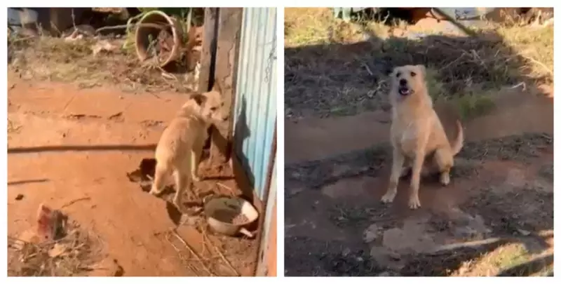 Cão abandonado e desidratado é resgatado em Tambaú; tutor é preso por maus-tratos