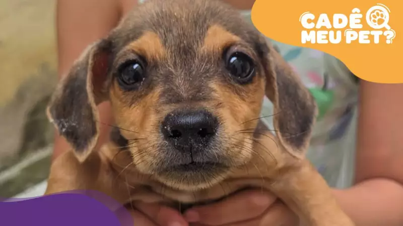 Cão abandonado em Cariacica aguarda por um lar cheio de amor e cuidado