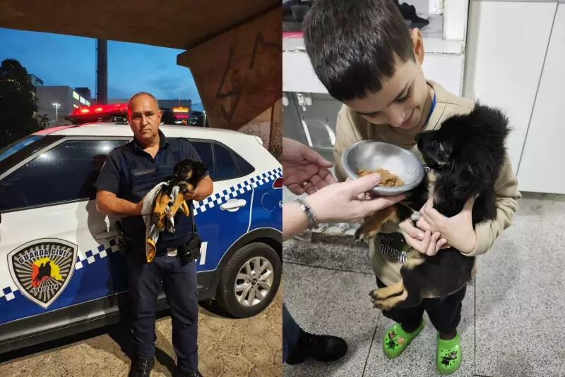 Cão abandonado em Sorocaba cria laço emocional com criança autista e acalma crises, relata mãe