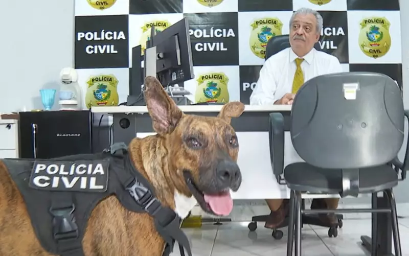 Cão adotado em delegacia vira mascote e inspira grupo de proteção animal em Goiás