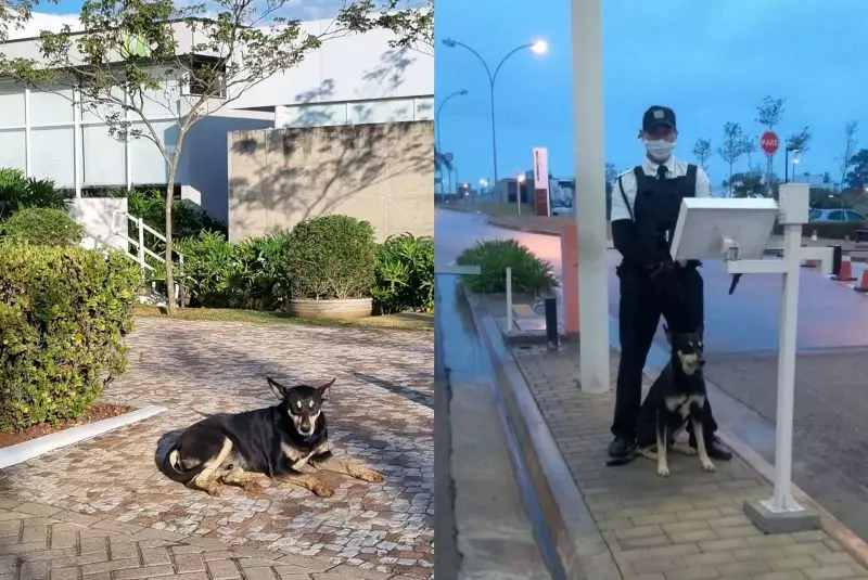 Cão comunitário de Votorantim transforma rotina de condomínio e vira parte da história local
