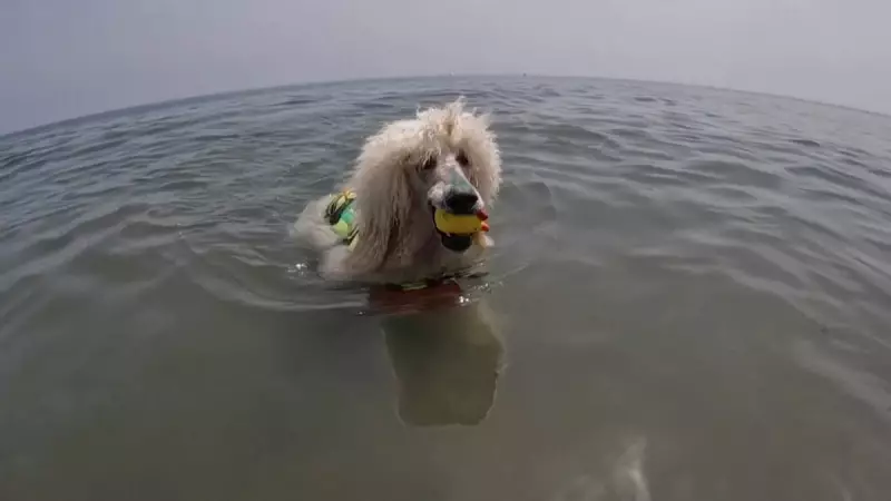 Cão da raça Poodle se torna herói nas praias da Espanha ao integrar equipe de salva-vidas