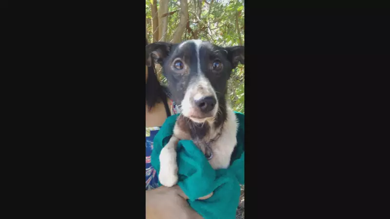 Cão é resgatado após três dias preso em barranco de 10 metros em córrego de Minas Gerais