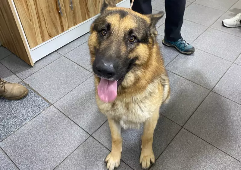 Cão é resgatado pela polícia após flagrante de maus-tratos em Itapetininga — Veja o vídeo!