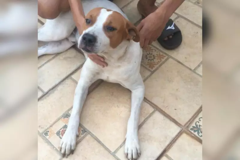 Cão emociona família ao permanecer ao lado do tutor falecido: 'Choramingava sem parar'