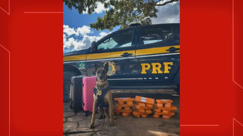 Cão farejador da PRF flagra 25 kg de drogas em malas de viagem no DF — veja o vídeo impressionante