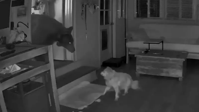 Cão idoso enfrenta urso que invadiu casa enquanto dona dormia: veja o vídeo impressionante!