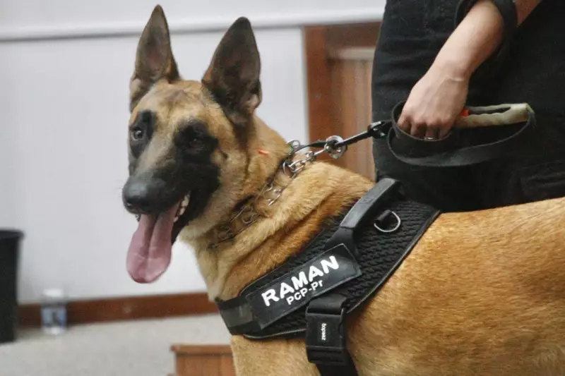 Cão perito da Polícia Científica do Paraná revoluciona investigações criminais