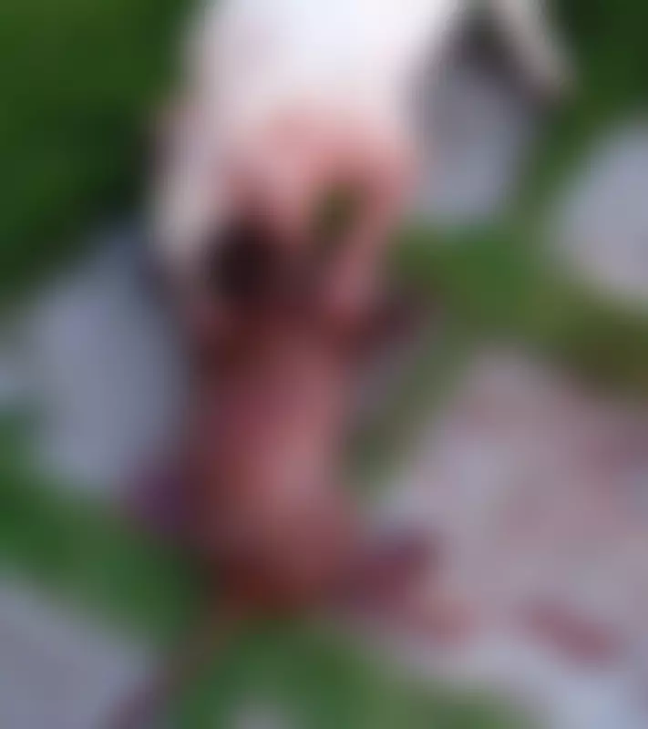 Cão Pitbull invade residência e mata outro cachorro em Marechal Deodoro: caso choca moradores