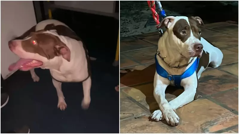 Cão Pitbull vive aventura em ônibus, se perde e é devolvido aos tutores após saga emocionante