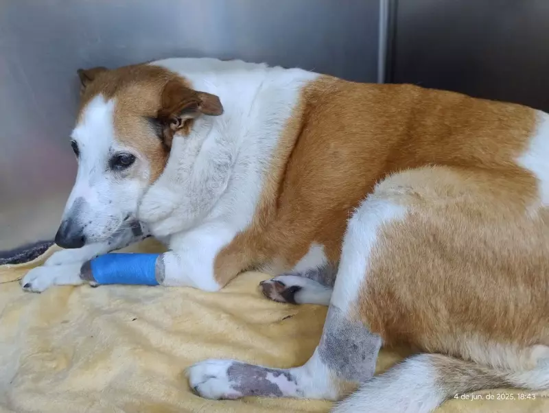 Cão Silveira, celebridade de 4 patas da UFSM, é hospitalizado e passa por cirurgia