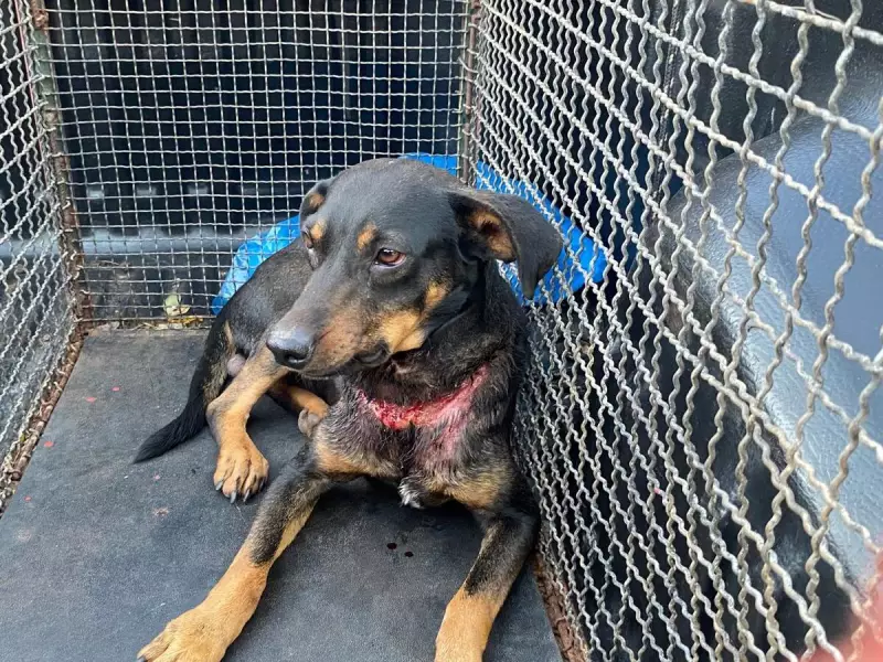 Cão vítima de maus-tratos é resgatado em ação conjunta no Assentamento Santa Rita, em Cordeirópolis
