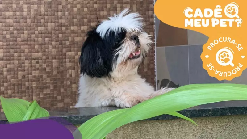 Cãozinho Shih Tzu desaparece na Serra e família faz apelo emocionante