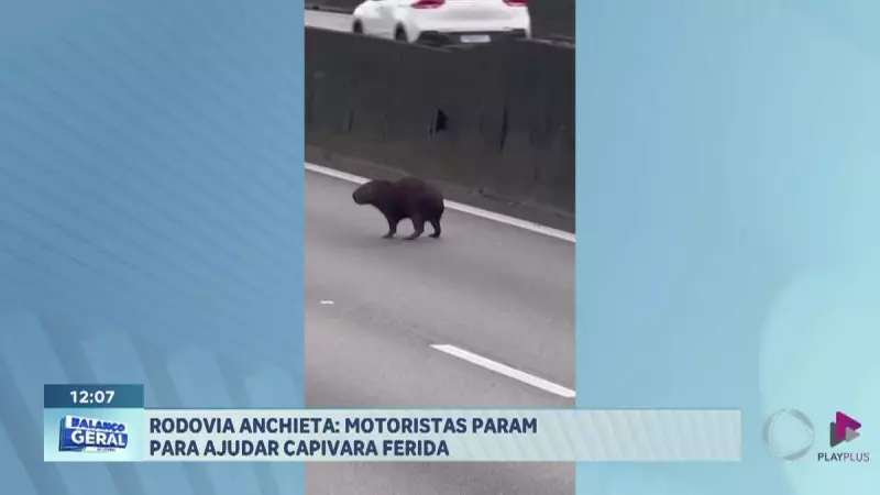 Capivara ferida em rodovia mobiliza motoristas no litoral paulista: veja o resgate emocionante