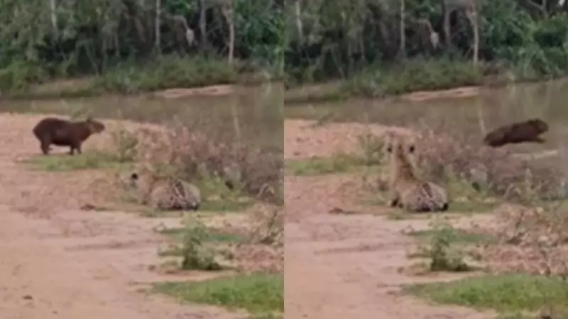 Capivara late como cão e alerta grupo contra onças no Pantanal; veja o vídeo impressionante!