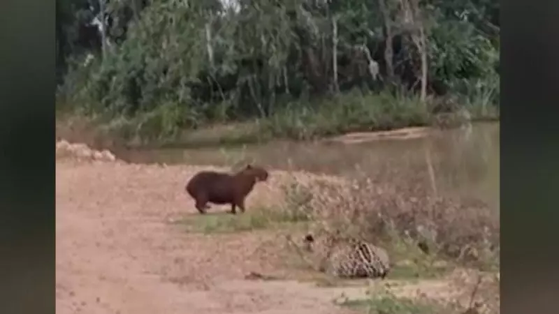 Capivara late e pula em lago para fugir de onça em Mato Grosso do Sul — veja o vídeo impressionante!