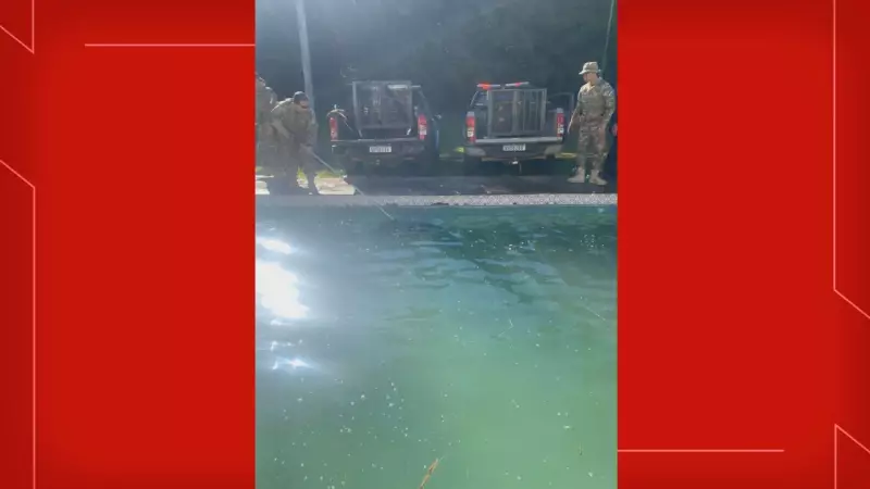 Capivaras caem em piscina de residência no Lago Sul e são resgatadas com sucesso; veja o vídeo emocionante!