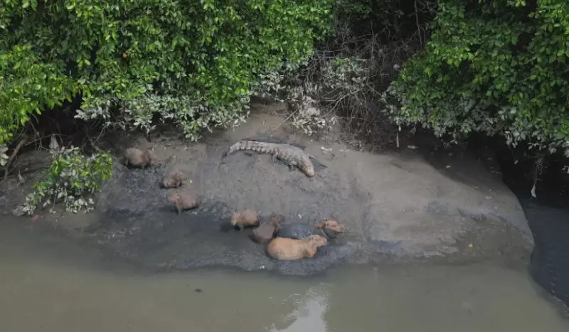 Capivaras e jacaré são flagrados em momento raro de harmonia no Rio Capibaribe