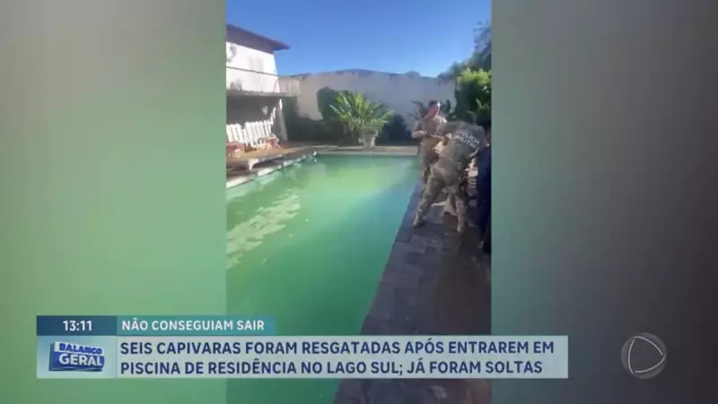 Capivaras invadem piscina de residência no Lago Sul e são resgatadas em ação inusitada