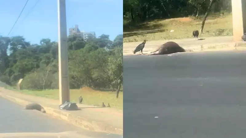 Capivaras são encontradas mortas em avenida de Uberlândia: o que aconteceu?