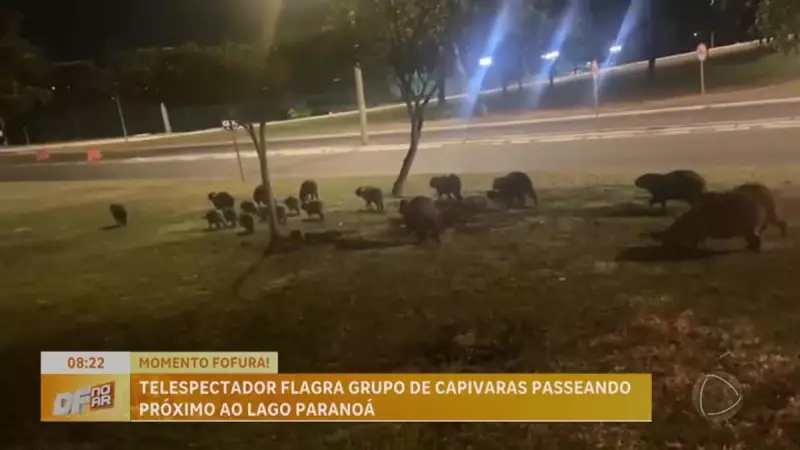 Capivaras são flagradas em passeio descontraído no Lago Paranoá, em Brasília