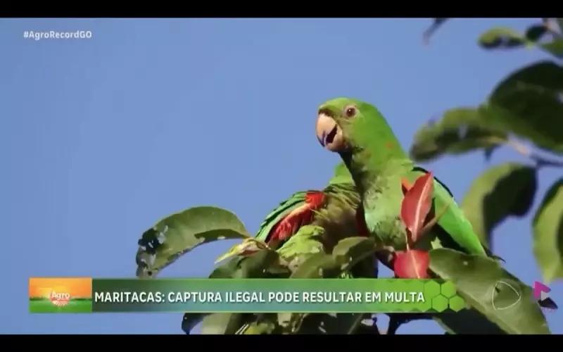 Captura ilegal de maritacas em Goiás pode gerar multa de até R$ 5 mil