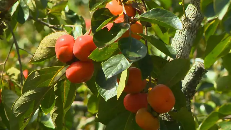 Caqui se destaca como alternativa rentável para agricultores no Espírito Santo