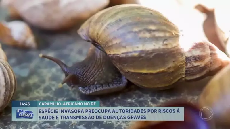 Caramujo-africano invade o DF: riscos à saúde e agricultura em alta