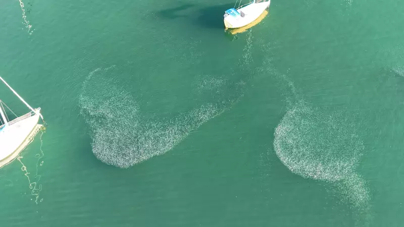 Cardume de baleias encanta moradores e turistas na Baía das Tartarugas, em Vitória